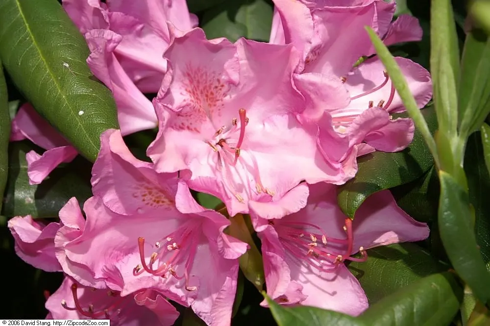 Mrs. Tom Lowinsky Rhododendron (Rhododendron 'Mrs. Tom Lowinsky') — Tom Lowinsky' is a captivating evergreen shrub that offers a striking addition to any