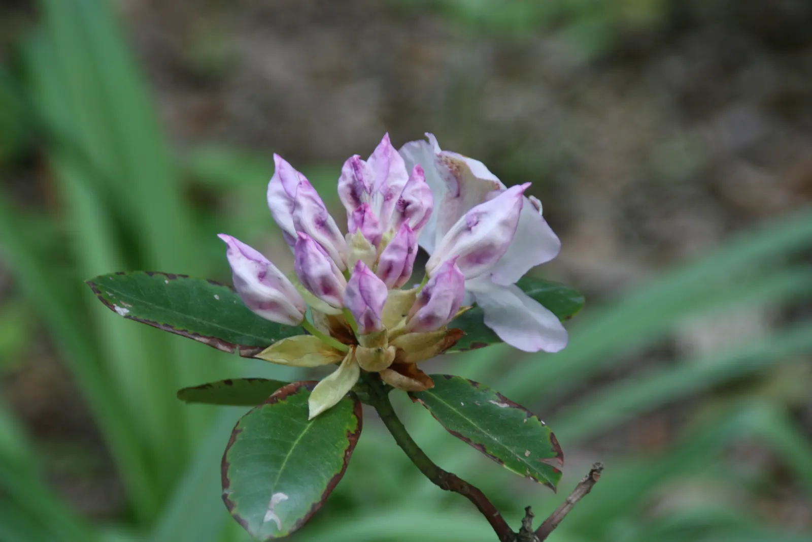 Mrs. Tom Lowinsky Rhododendron (Rhododendron 'Mrs. Tom Lowinsky') — Growing up to 5 feet in height and spread, this rhododendron thrives in partial shade