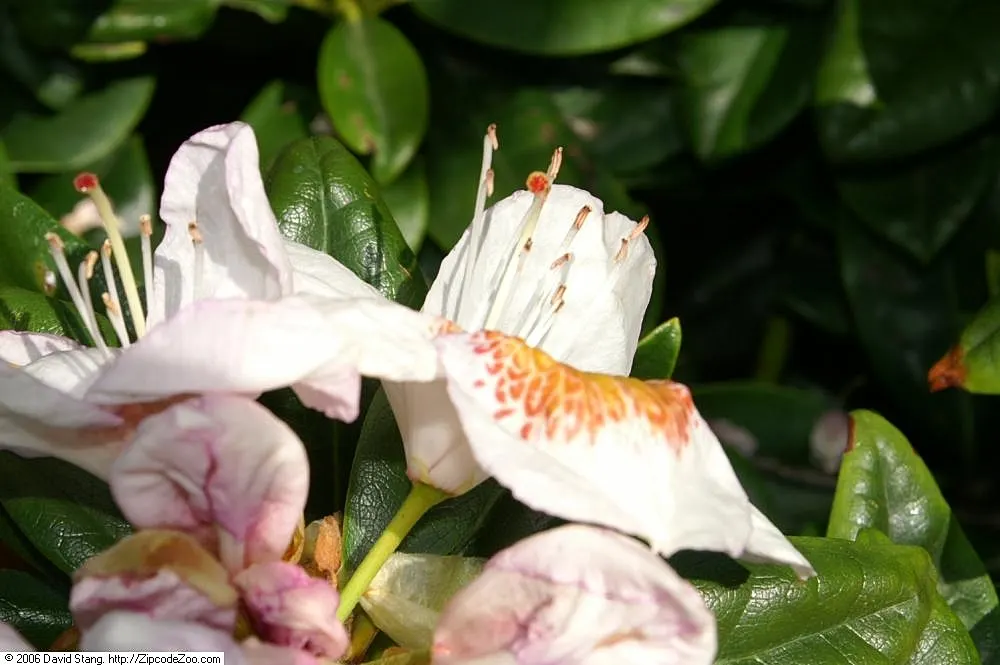 Mrs. Tom Lowinsky Rhododendron (Rhododendron 'Mrs. Tom Lowinsky') — Tom Lowinsky' is an evergreen shrub with exquisite appeal