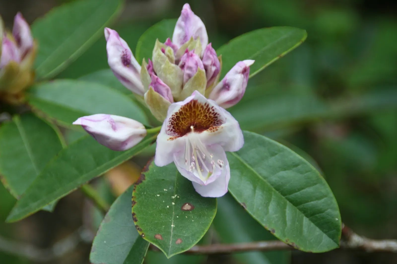Mrs. Tom Lowinsky Rhododendron (Rhododendron 'Mrs. Tom Lowinsky') — Provide ample space for roots to expand and ensure regular watering for a magnificent