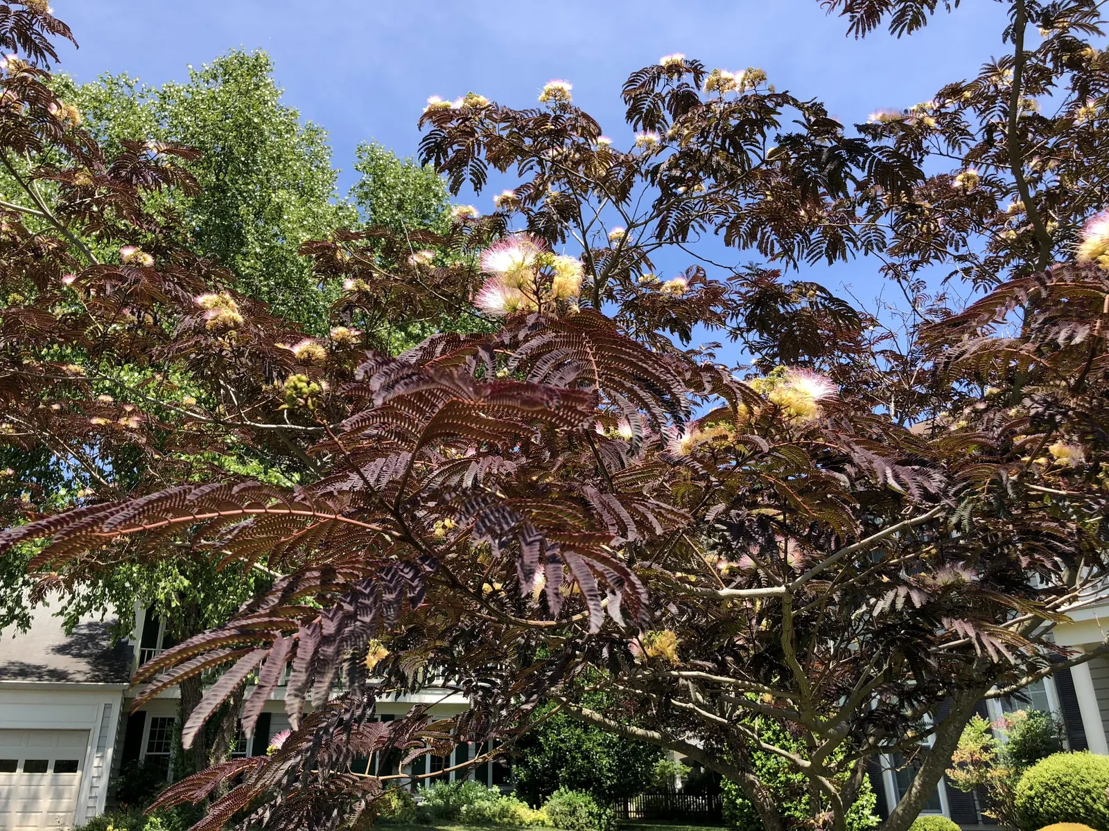 Summer Chocolate Silk Tree (Albizia Julibrissin 'Summer Chocolate') — the Silk Tree boasts fluffy