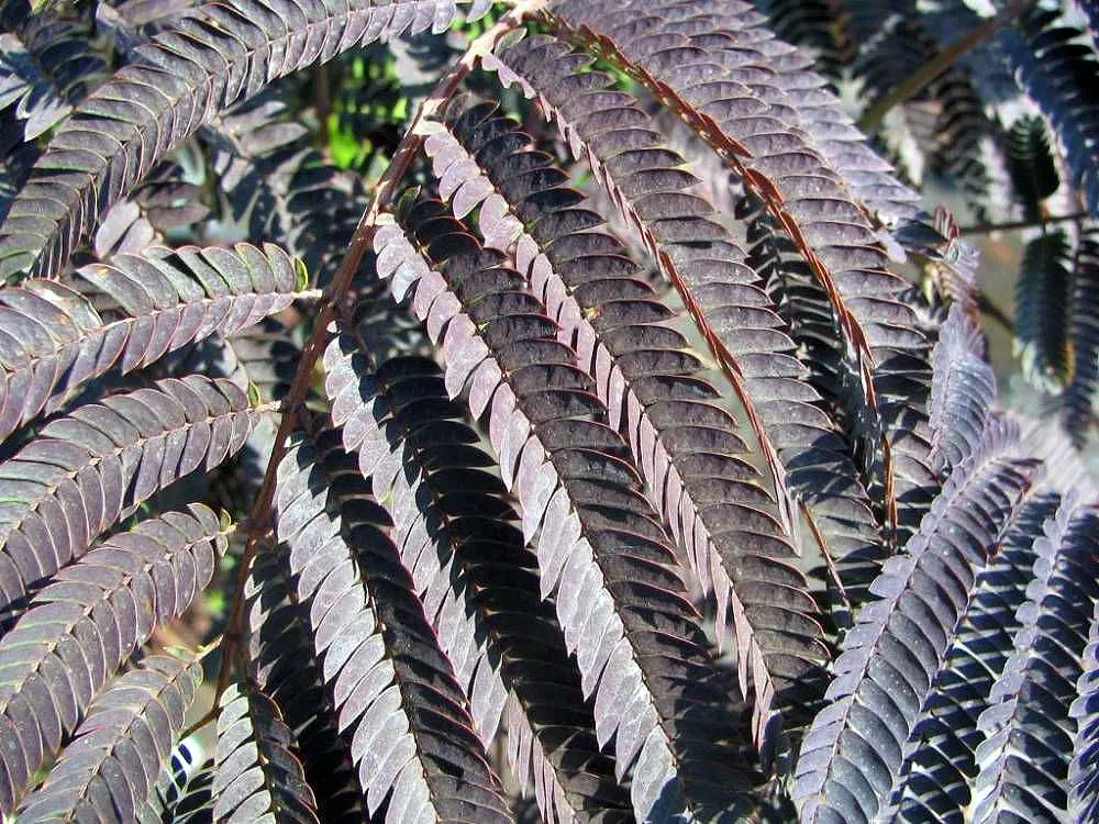 Summer Chocolate Silk Tree (Albizia Julibrissin 'Summer Chocolate') — deep burgundy to chocolate-hued foliage