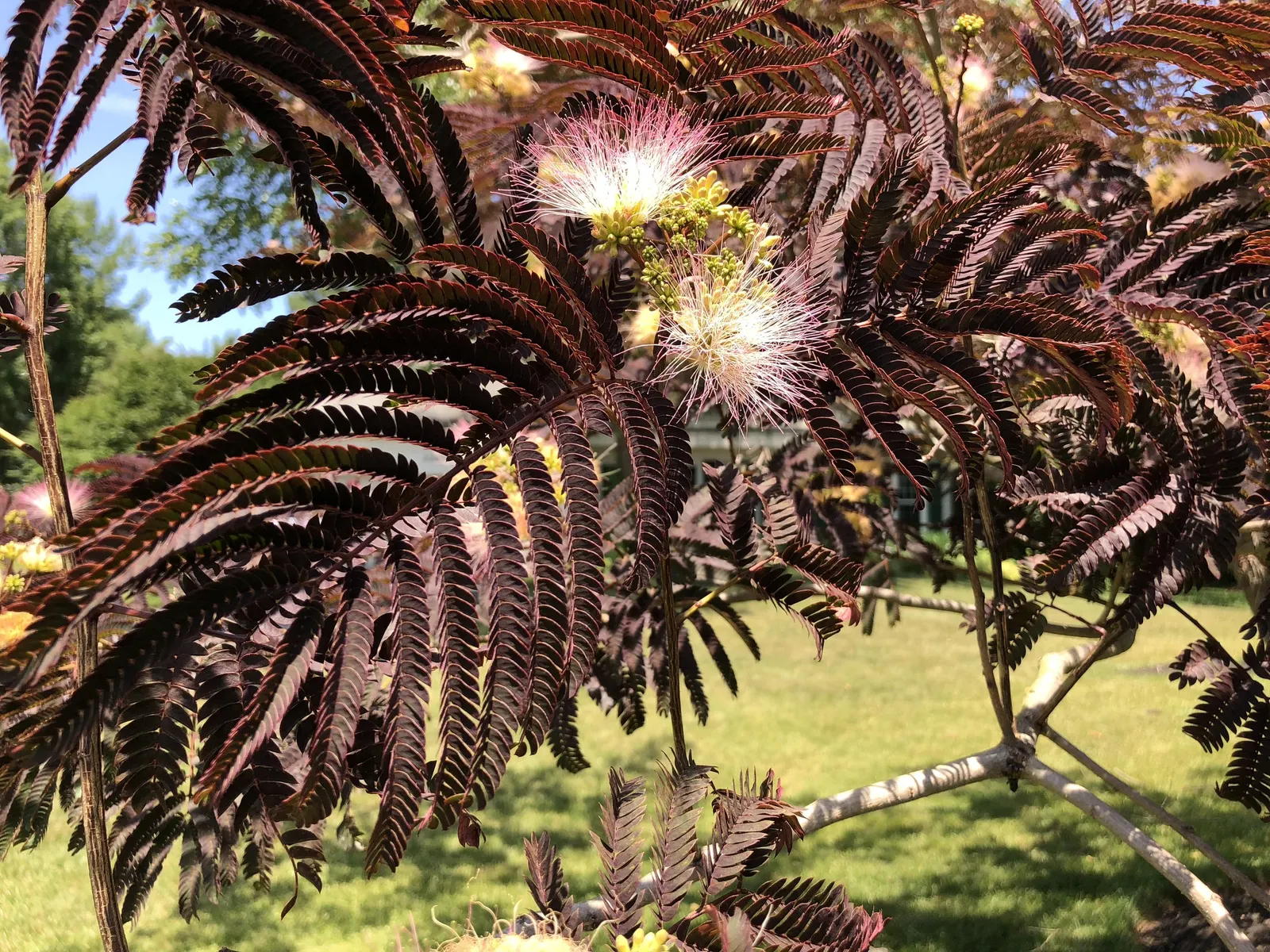 Summer Chocolate Silk Tree (Albizia Julibrissin 'Summer Chocolate') — presents a stunning addition to any landscape design with its unique foliage and