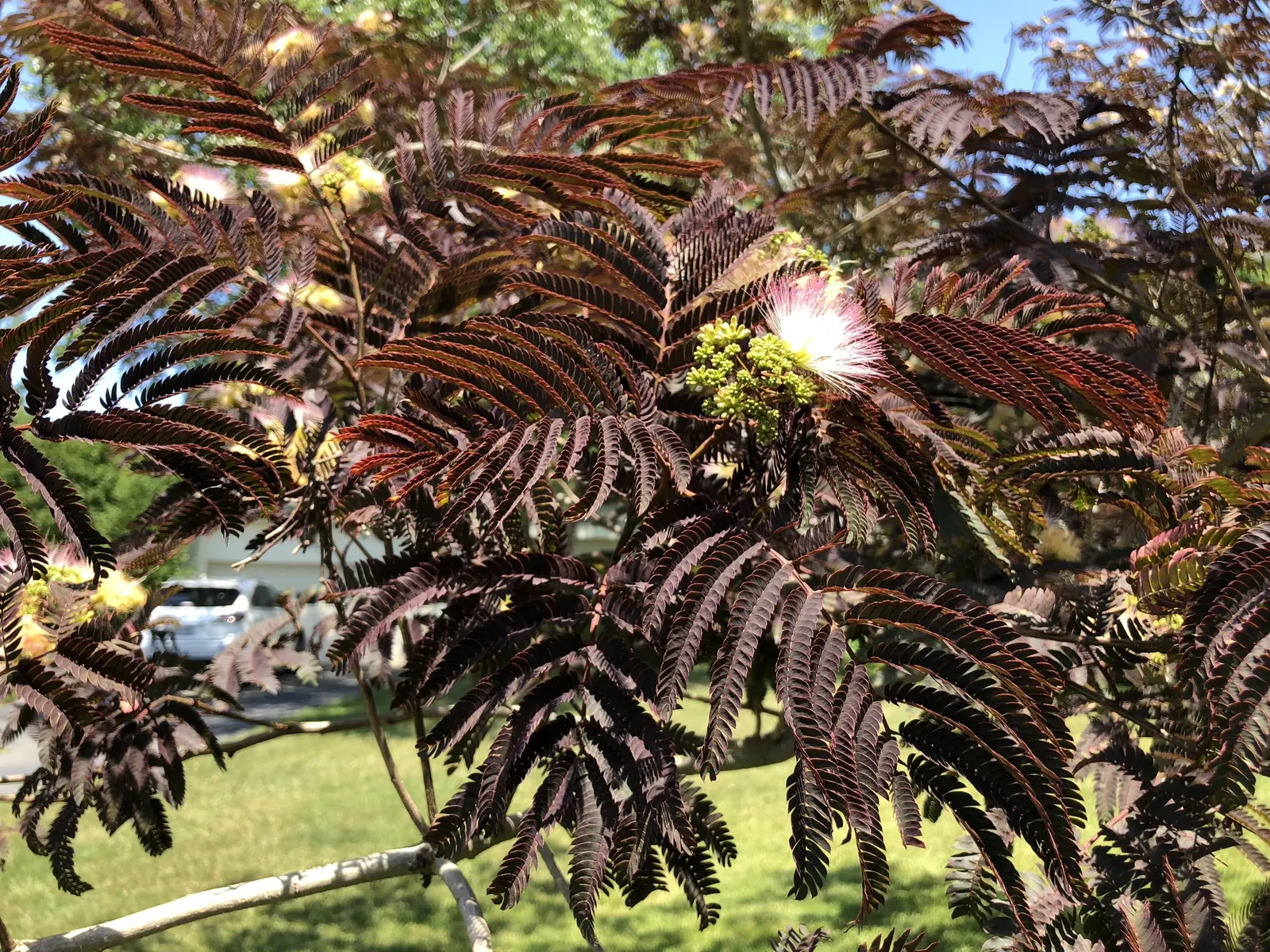 Summer Chocolate Silk Tree (Albizia Julibrissin 'Summer Chocolate') — adding both ecological value and aesthetic appeal