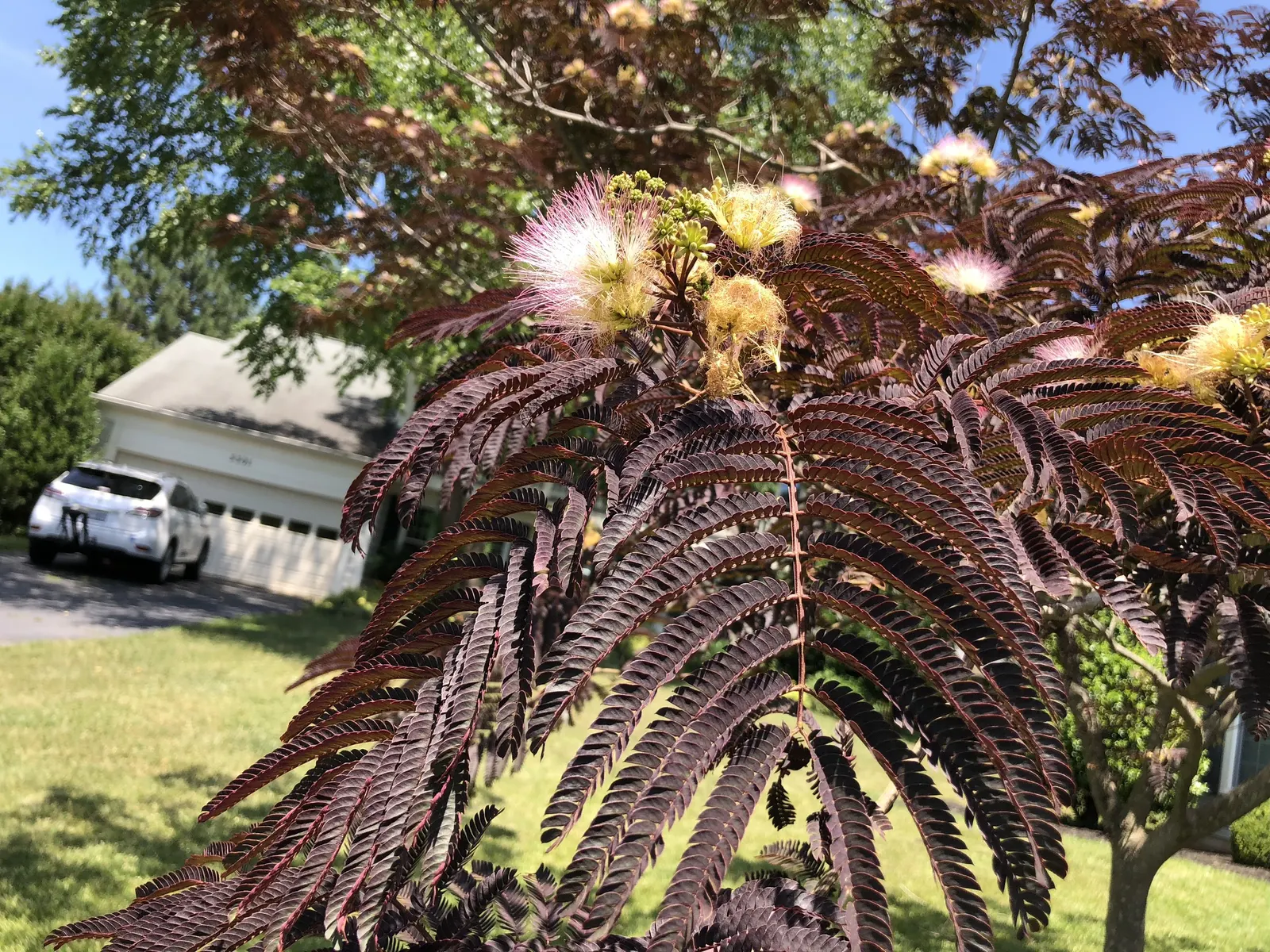 Summer Chocolate Silk Tree (Albizia Julibrissin 'Summer Chocolate') — typically reaching a height of 15 to 20 feet and a similar spread