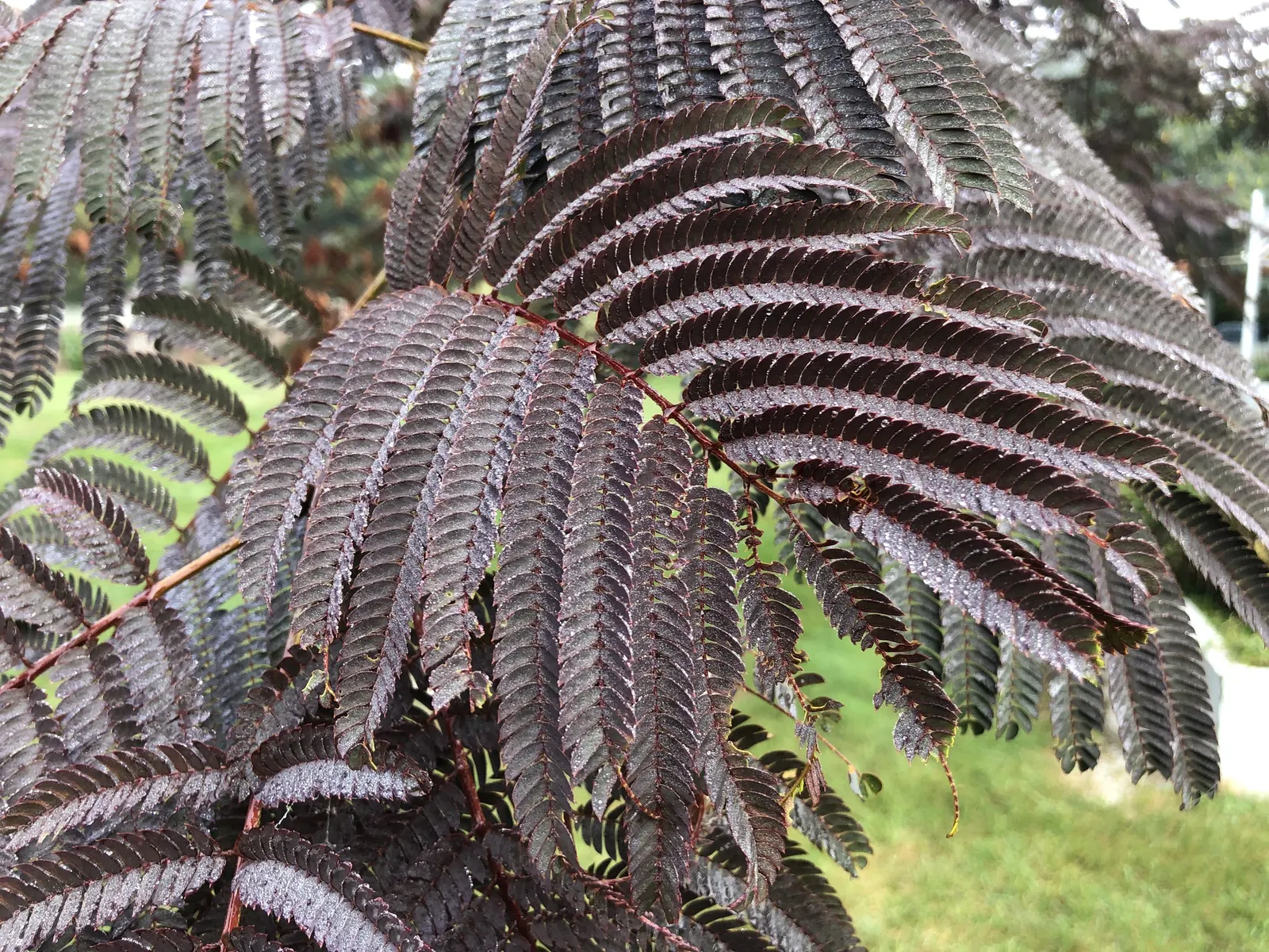 Summer Chocolate Silk Tree (Albizia Julibrissin 'Summer Chocolate') — The Summer Chocolate Silk Tree (Albizia julibrissin 'Summer Chocolate') is a striking