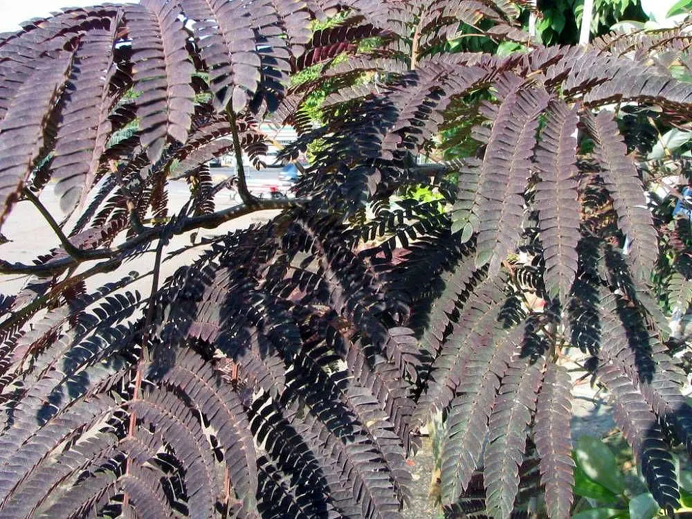 Summer Chocolate Silk Tree (Albizia Julibrissin 'Summer Chocolate') — commonly referred to as the Summer Chocolate Silk Tree