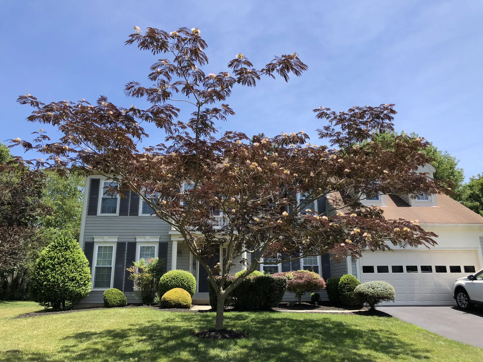 Summer Chocolate Silk Tree (Albizia Julibrissin 'Summer Chocolate') — This ornamental deciduous tree stands out with its rich
