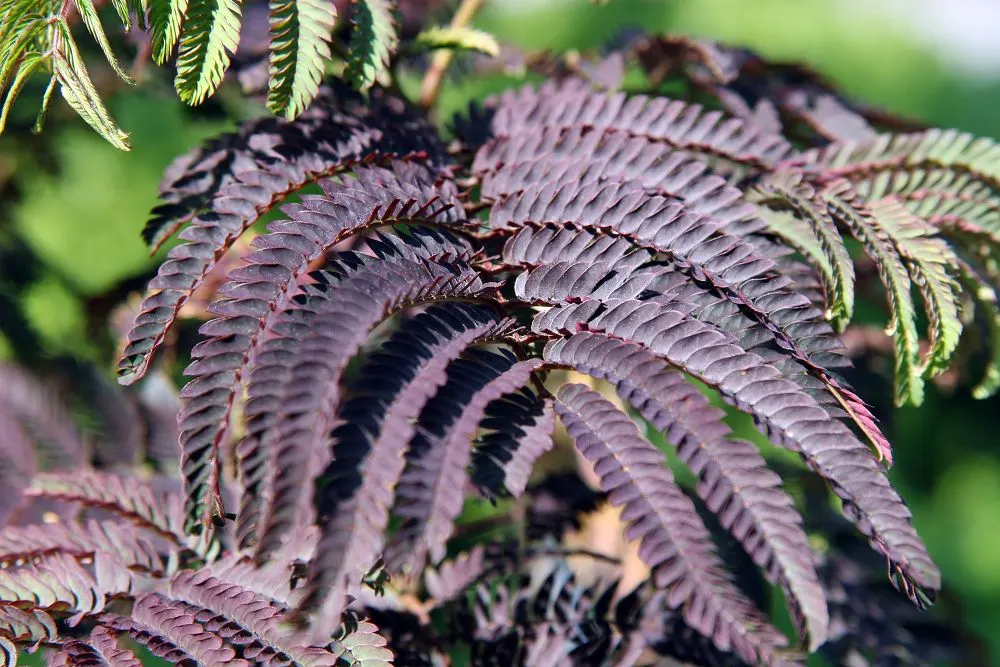 Summer Chocolate Silk Tree (Albizia Julibrissin 'Summer Chocolate') — Drought-tolerant once established