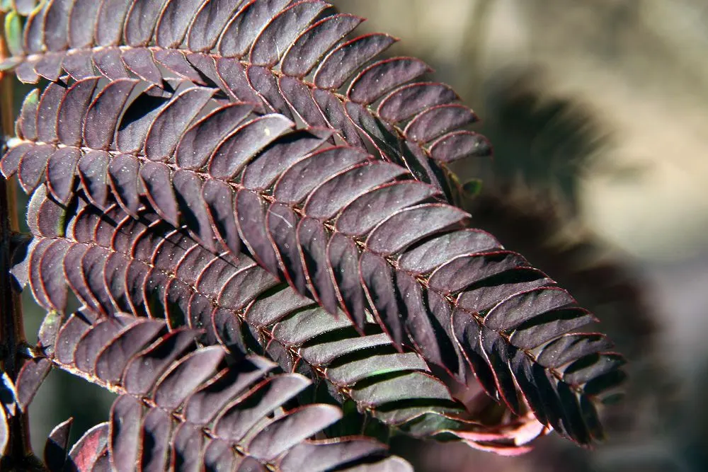 Summer Chocolate Silk Tree (Albizia Julibrissin 'Summer Chocolate') — Prefers full sun and well-draining soil
