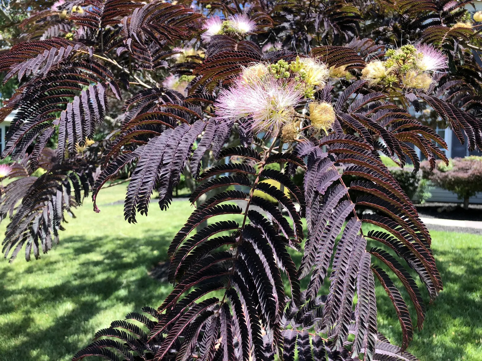 Summer Chocolate Silk Tree (Albizia Julibrissin 'Summer Chocolate') — and visually engaging pom-pom like flowers throughout the summer months