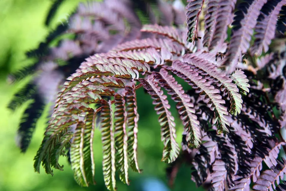 Summer Chocolate Silk Tree (Albizia Julibrissin 'Summer Chocolate') — feathery canopy and fluffy