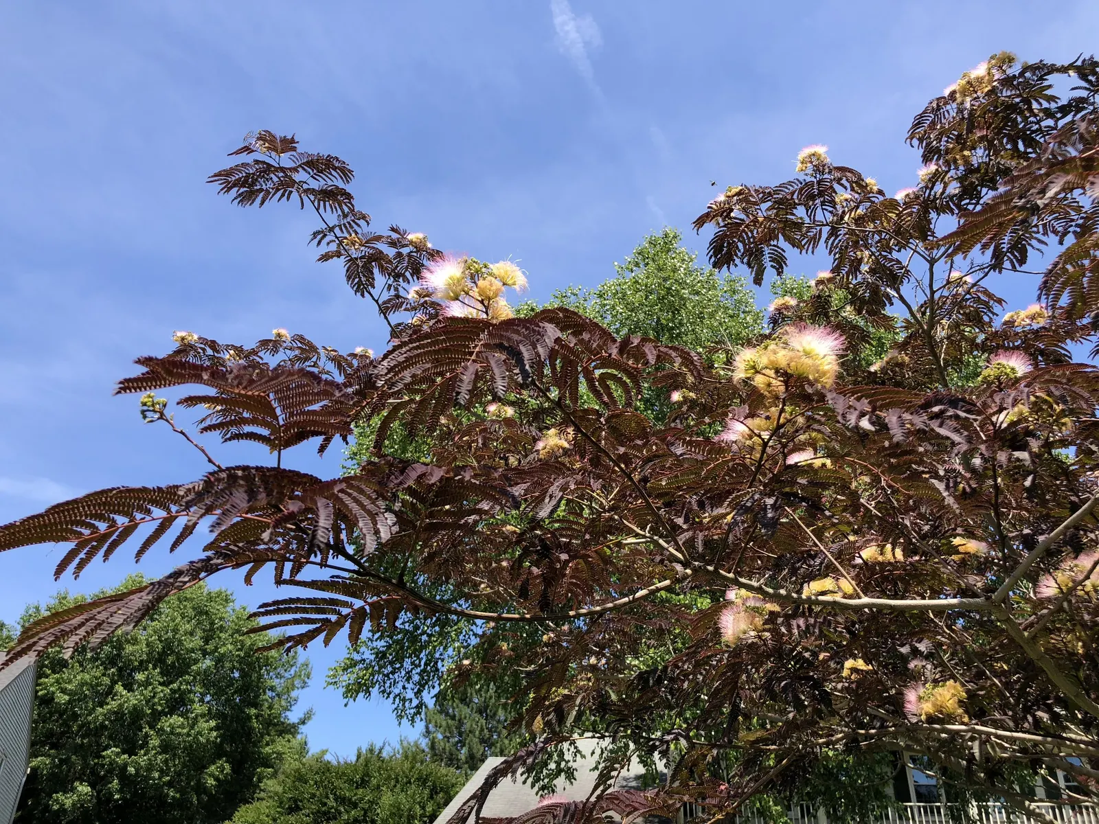 Summer Chocolate Silk Tree (Albizia Julibrissin 'Summer Chocolate') — which are highly attractive to beneficial pollinators