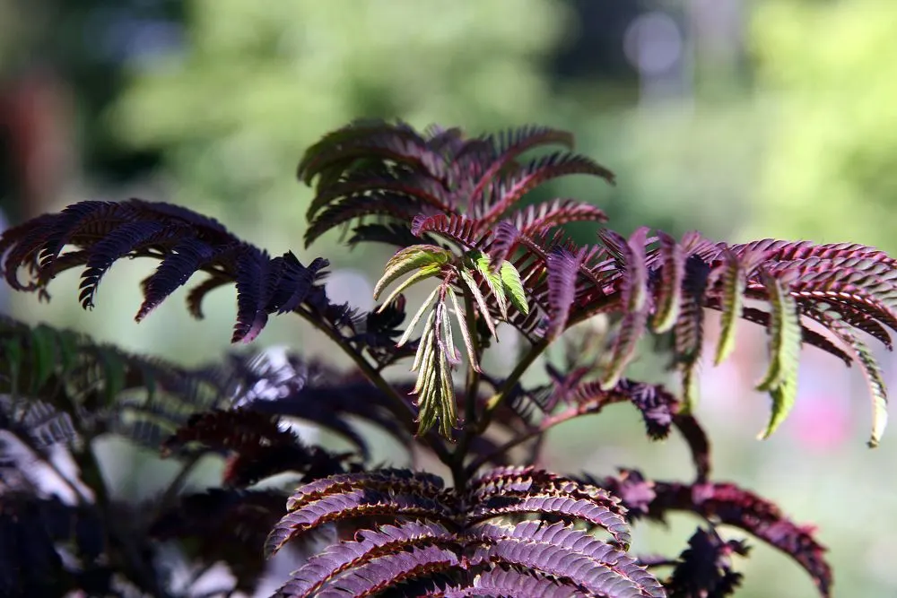 Summer Chocolate Silk Tree (Albizia Julibrissin 'Summer Chocolate') — This deciduous tree matures at about 20 feet tall and wide, thriving in zones 6-9