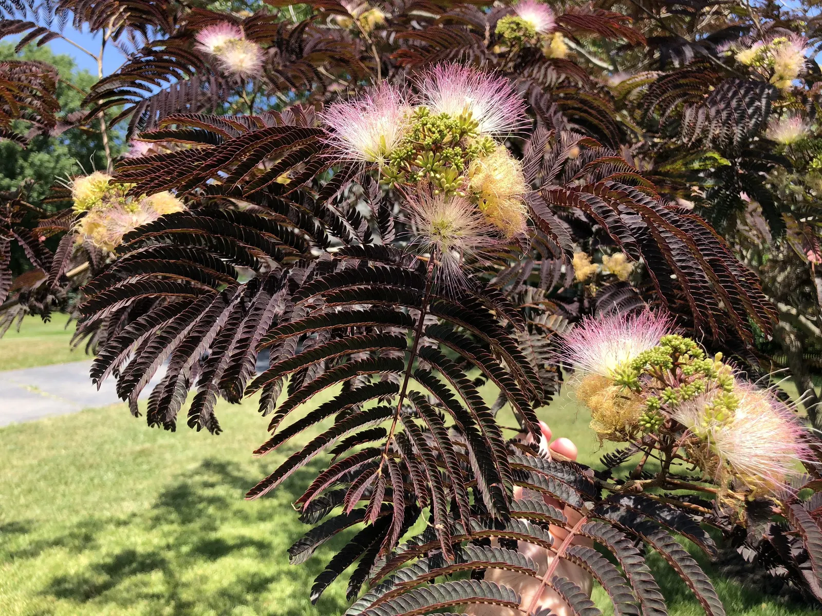 Summer Chocolate Silk Tree (Albizia Julibrissin 'Summer Chocolate') — These blossoms exude a subtle