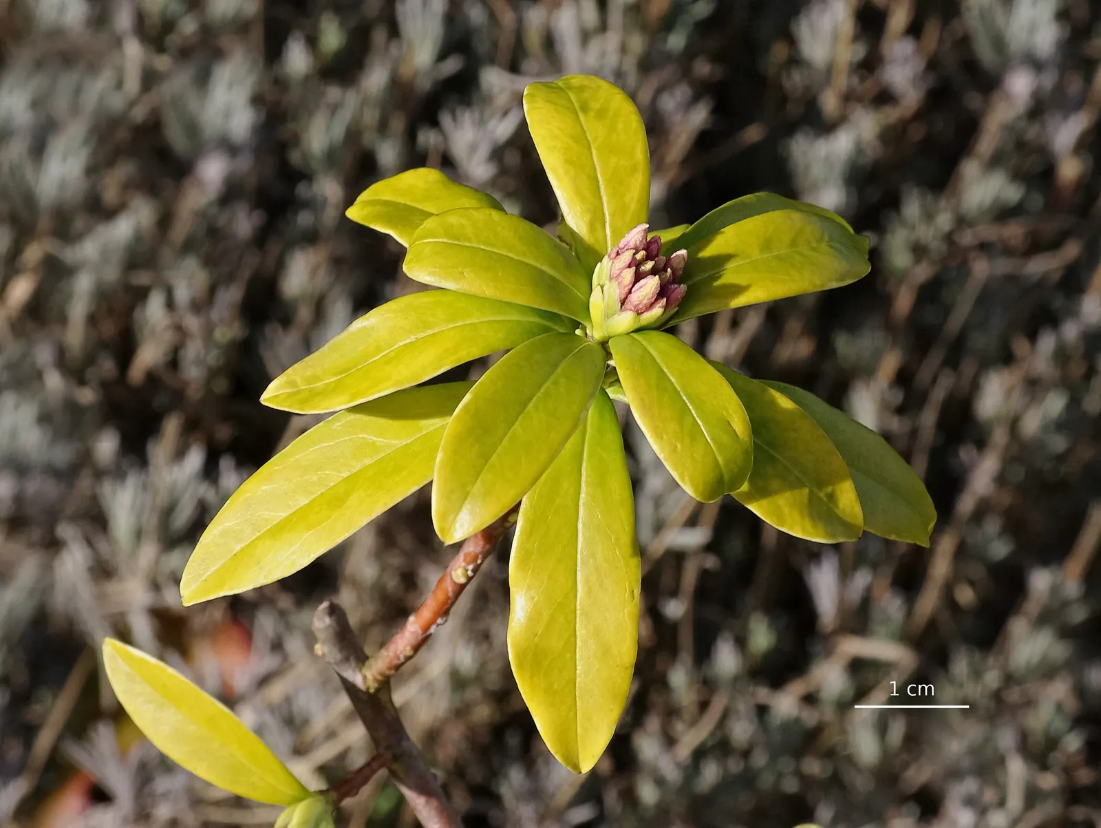 Winter Daphne (Daphne Odora) — scientifically known as Daphne odora