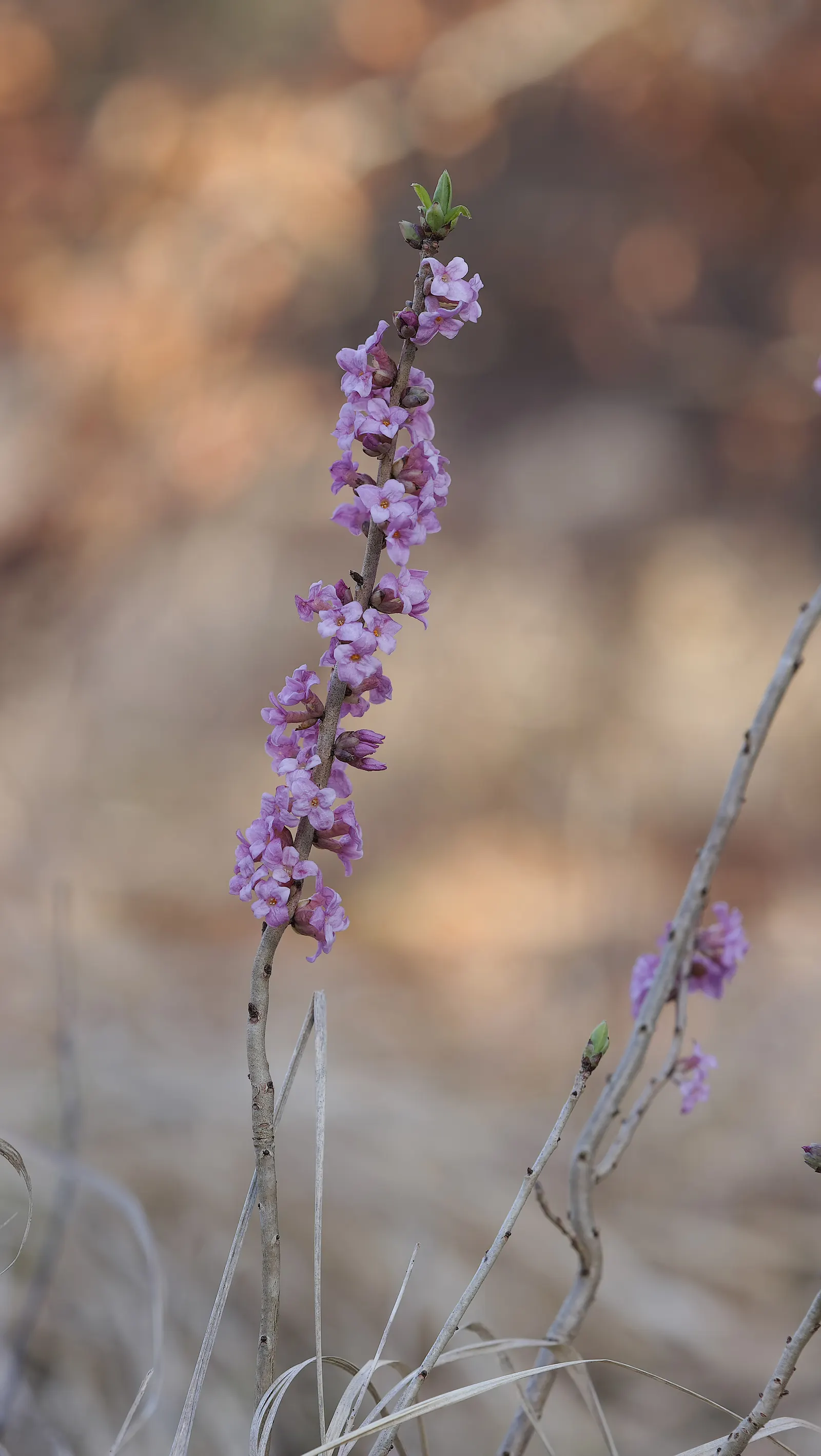 Winter Daphne (Daphne Odora) — it is best to choose a suitable location from the outset as it does not respond well to transplanting