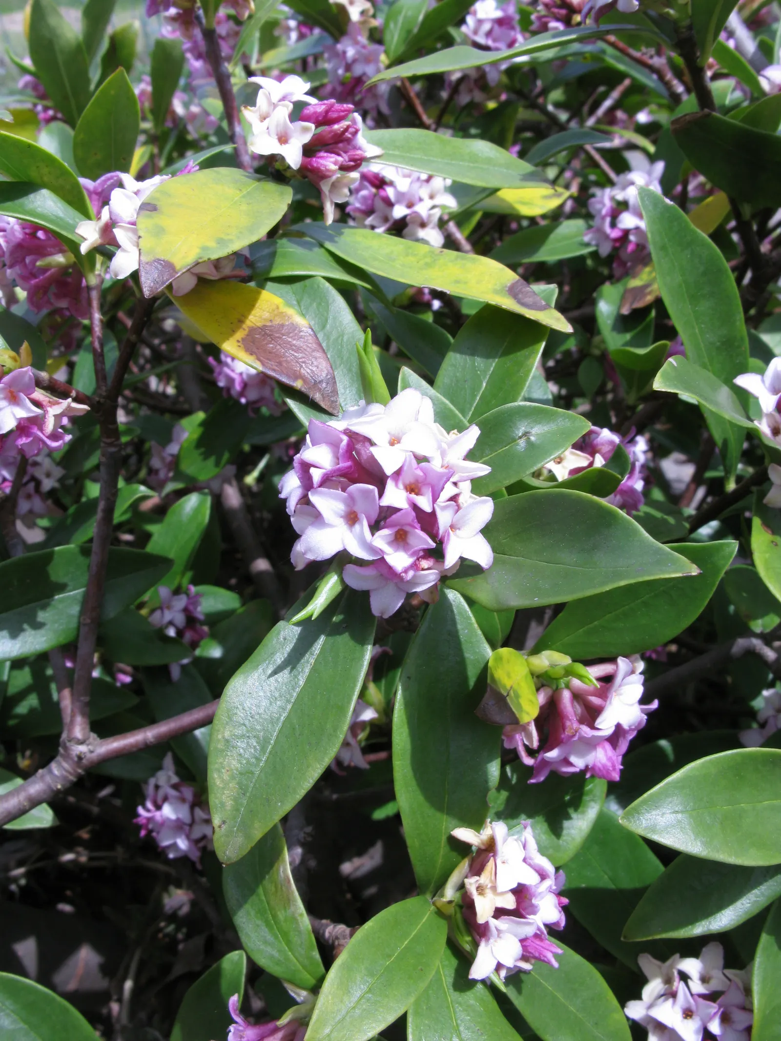 Winter Daphne (Daphne Odora) — Ideal for borders or as a specimen plant; providing a lush backdrop for the delicate flowers.<br><br>For optimal growth