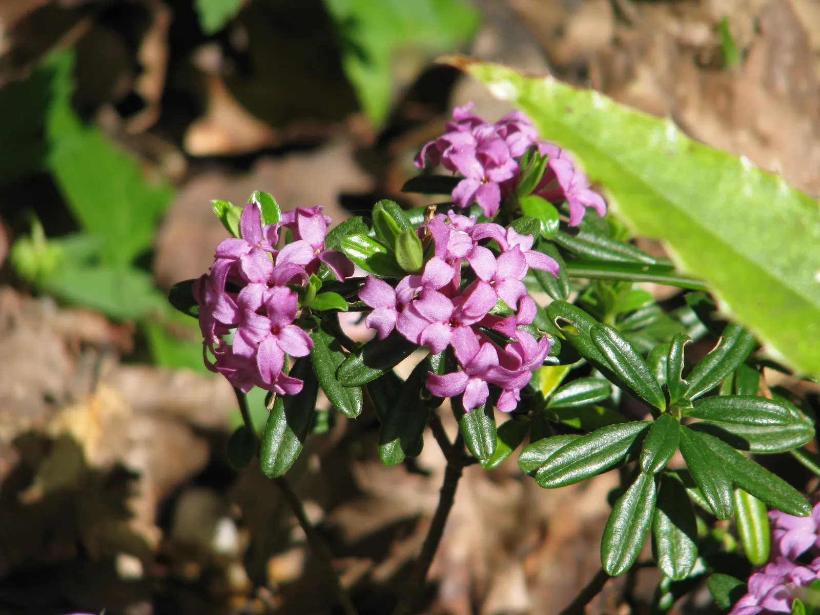 Winter Daphne (Daphne Odora) — scientifically known as Daphne odora; it is best to choose a suitable location from the outset as it does not respond well to