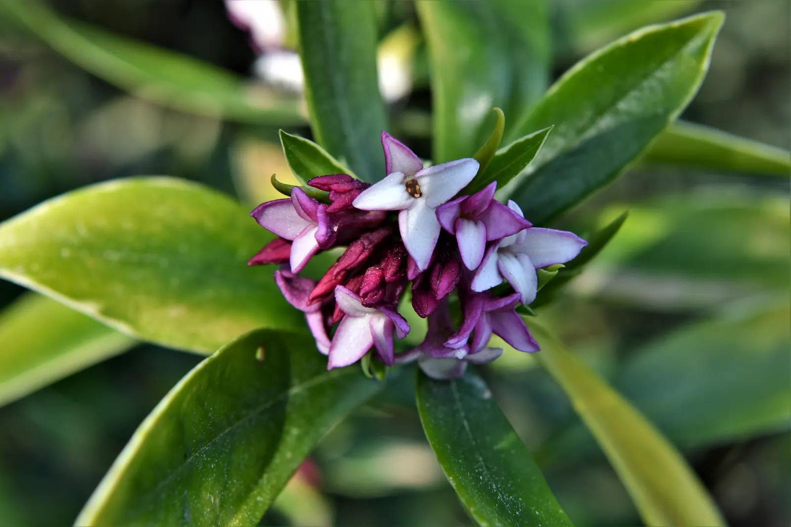 Winter Daphne (Daphne Odora) — white flowers that bloom in late winter to early spring; it requires minimal pruning and offers a low-maintenance
