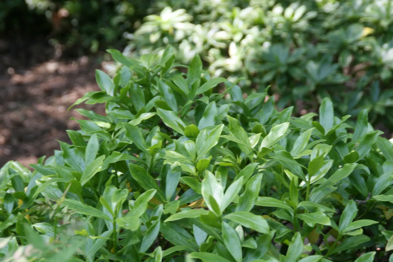 Winter Daphne (Daphne Odora) — Its foliage is rich and glossy; ideal for borders or as a specimen plant, image 50