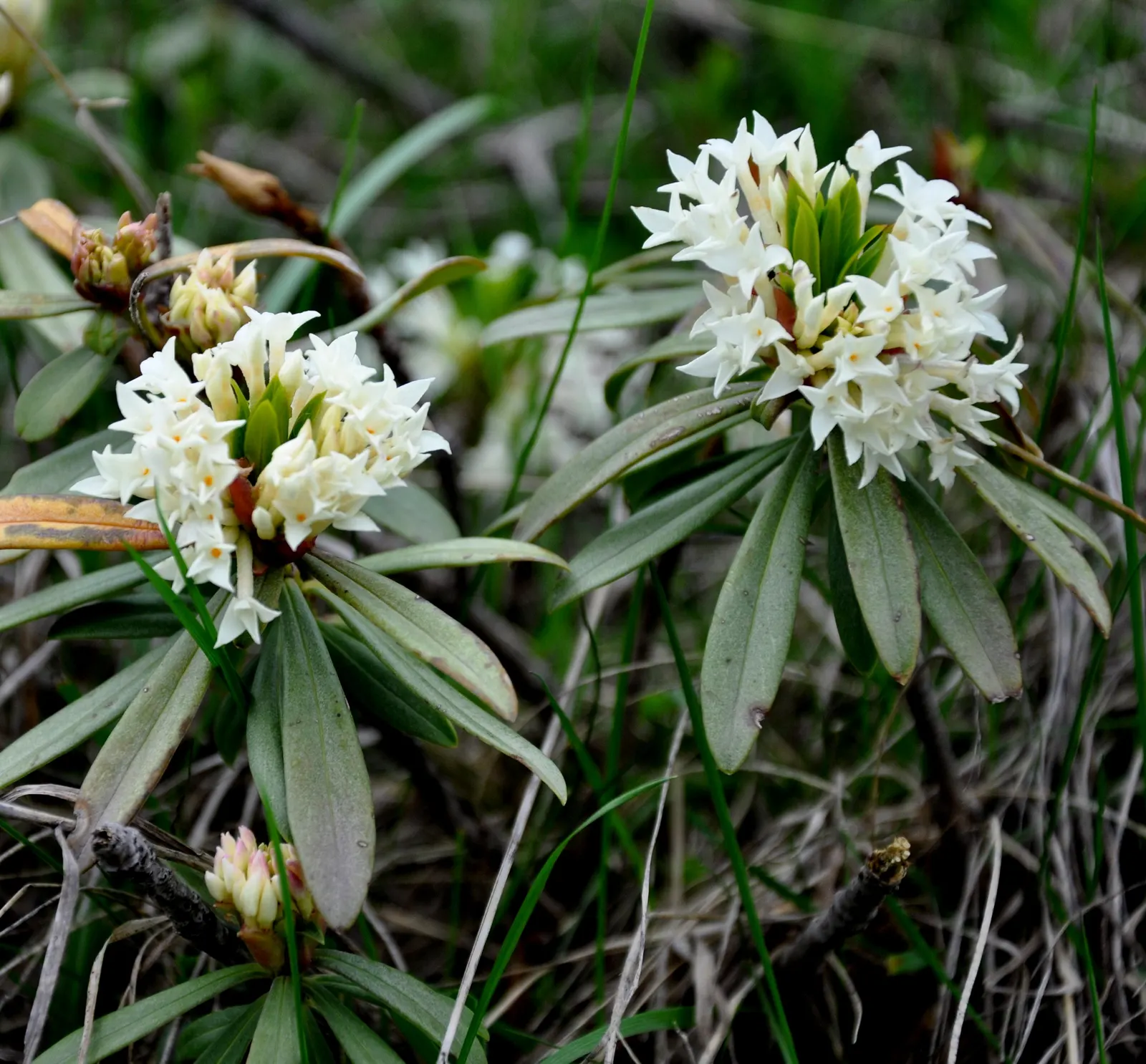 Winter Daphne (Daphne Odora) — it is best to choose a suitable location from the outset as it does not respond well to transplanting; sensory addition to any