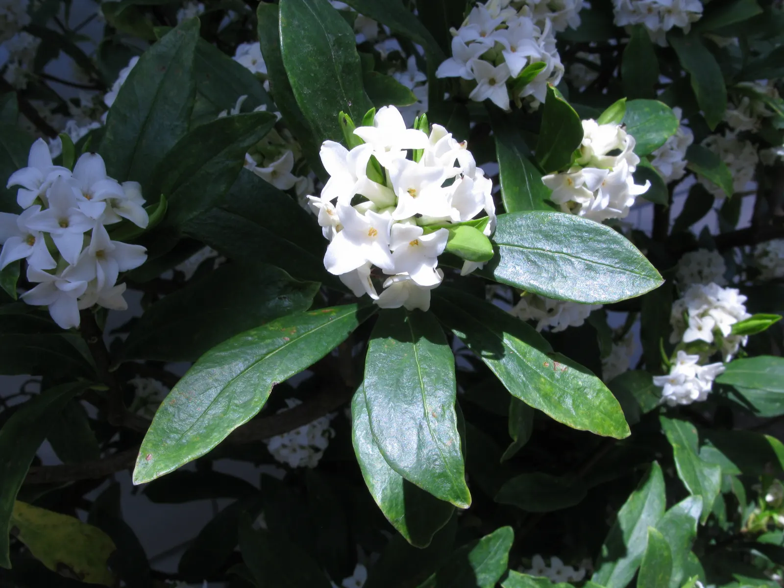 Winter Daphne (Daphne Odora) — shrub with pink blooms