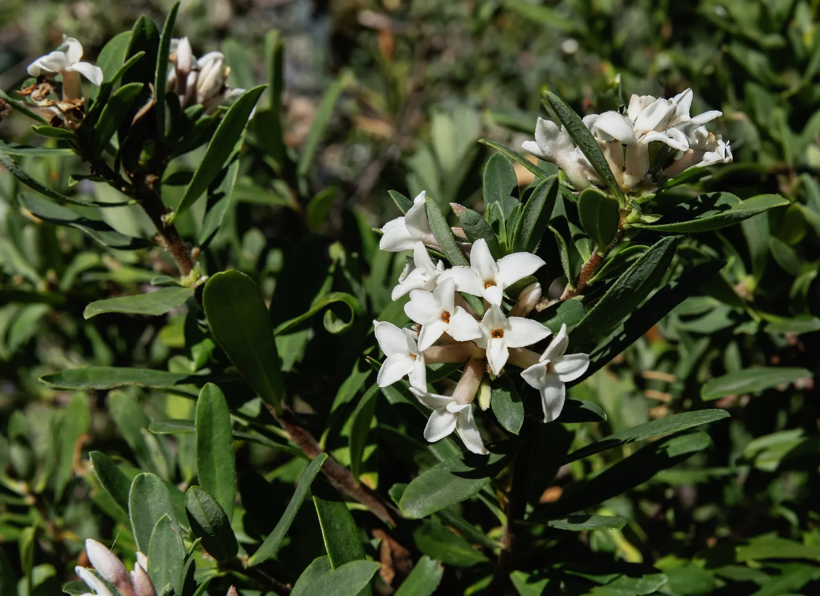 Winter Daphne (Daphne Odora) — Winter Daphne (Daphne odora) is an evergreen shrub renowned for its intoxicating fragrance; white flowers that bloom, image 39