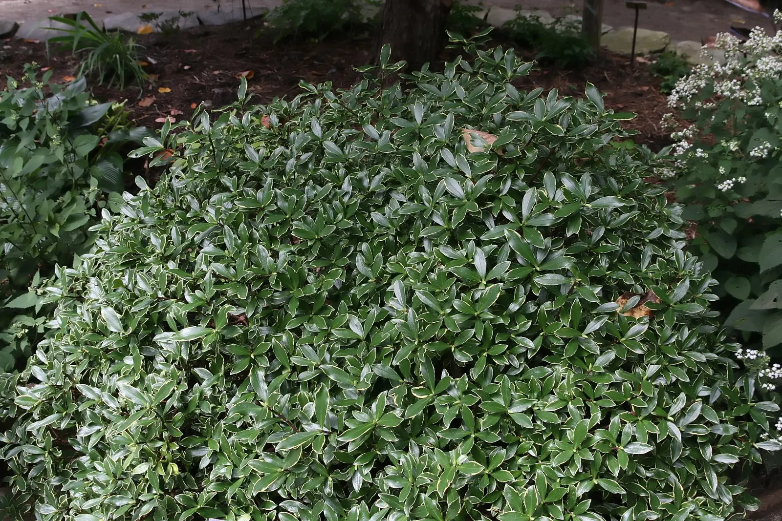 Winter Daphne (Daphne Odora) — pink flowers in the garden