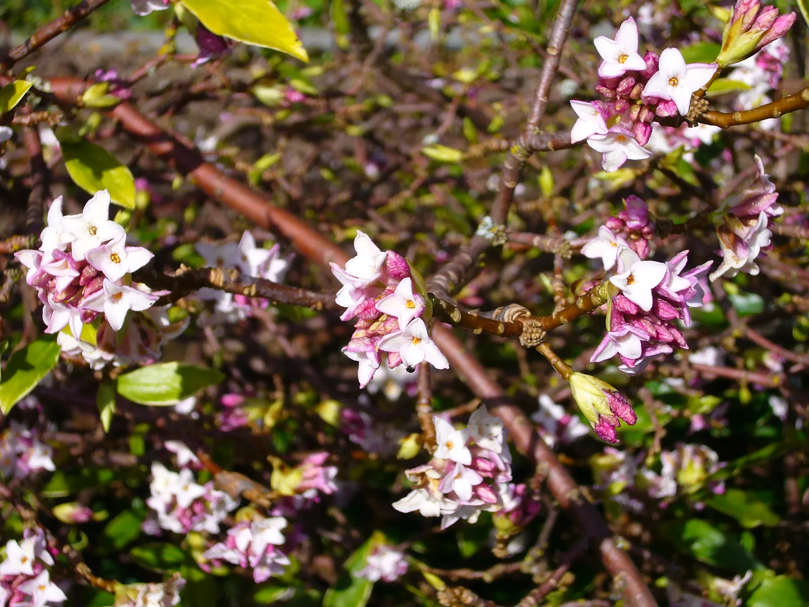 Winter Daphne (Daphne Odora) — pink flowers in the garden; it thrives in partial shade and well-drained soils, reaching 3-4 feet in height and spread
