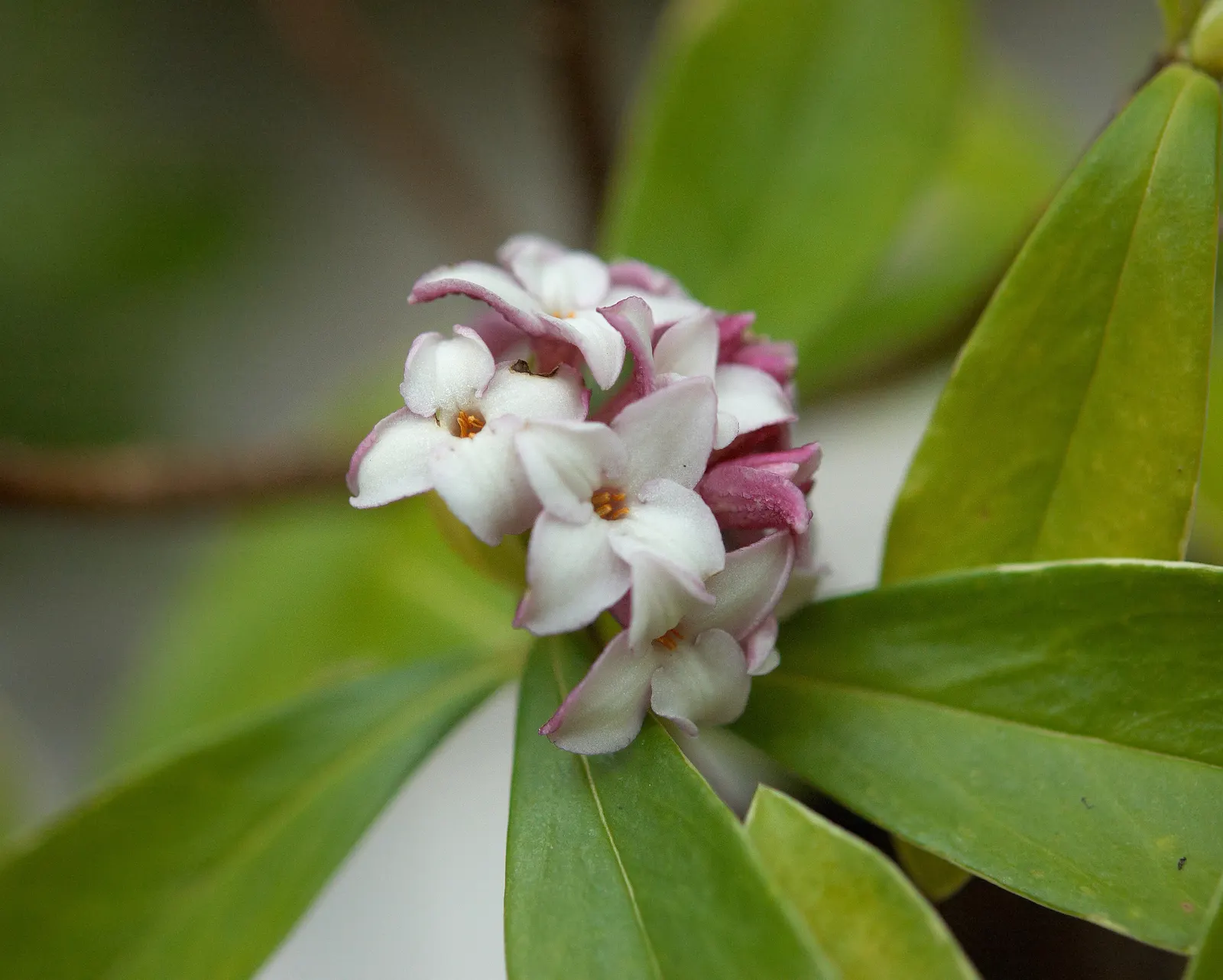 Winter Daphne (Daphne Odora) — Ideal for borders or as a specimen plant; providing a lush backdrop for the delicate flowers.<br><br>For optimal, image 43