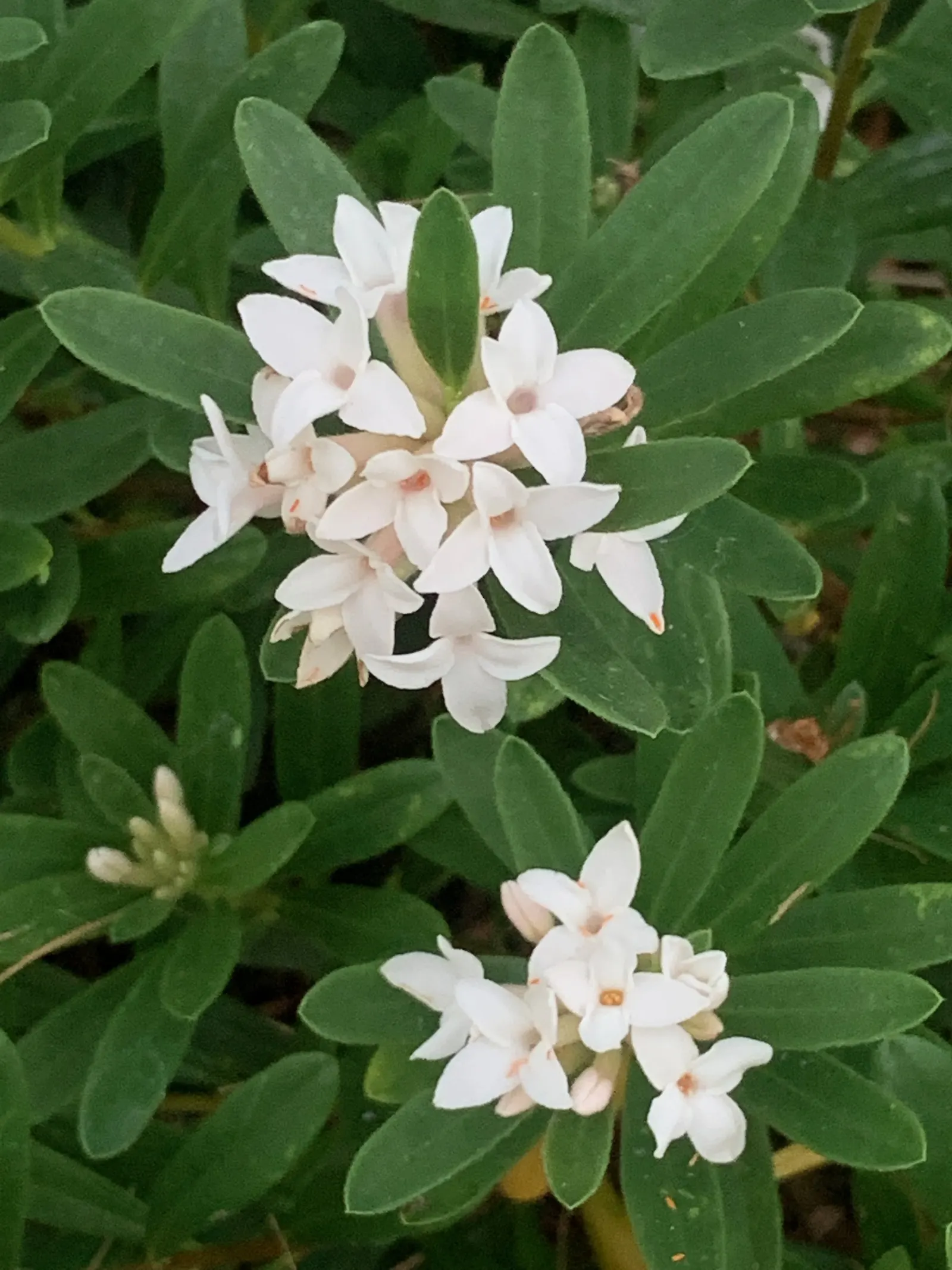 Winter Daphne (Daphne Odora) — providing a lush backdrop for the delicate flowers.<br><br>For optimal growth; its foliage is rich and glossy, image 51
