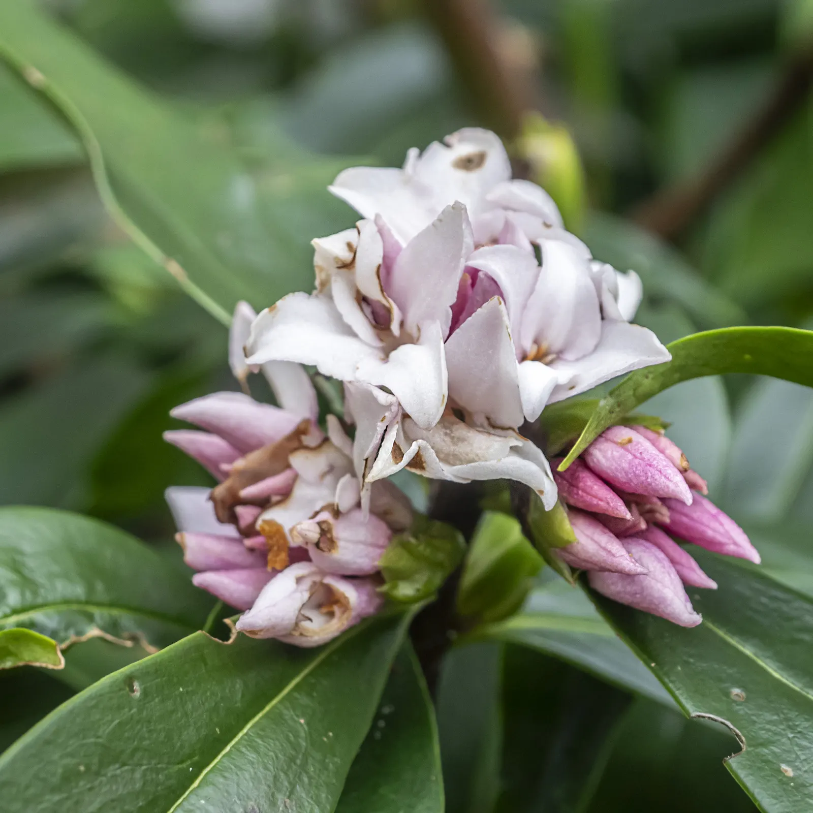 Winter Daphne (Daphne Odora) — It thrives in partial shade and well-drained soils, reaching 3-4 feet in height and spread; the small blooms are typically a