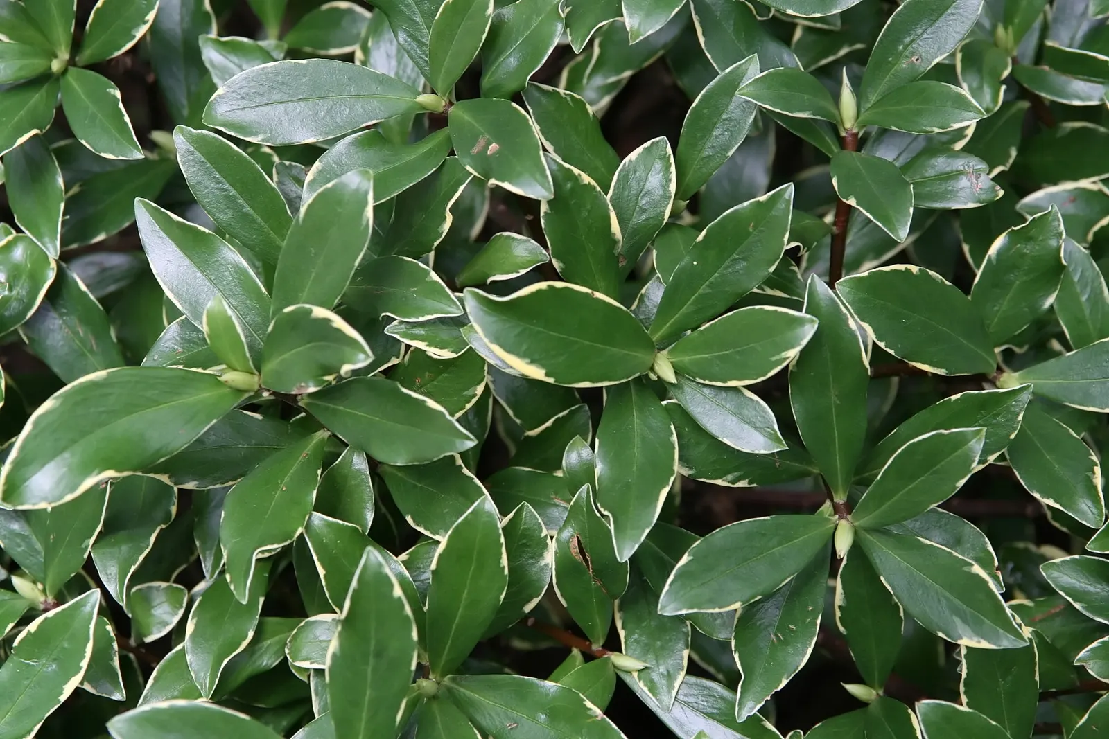 Winter Daphne (Daphne Odora) — white flowers that bloom in late winter to early spring
