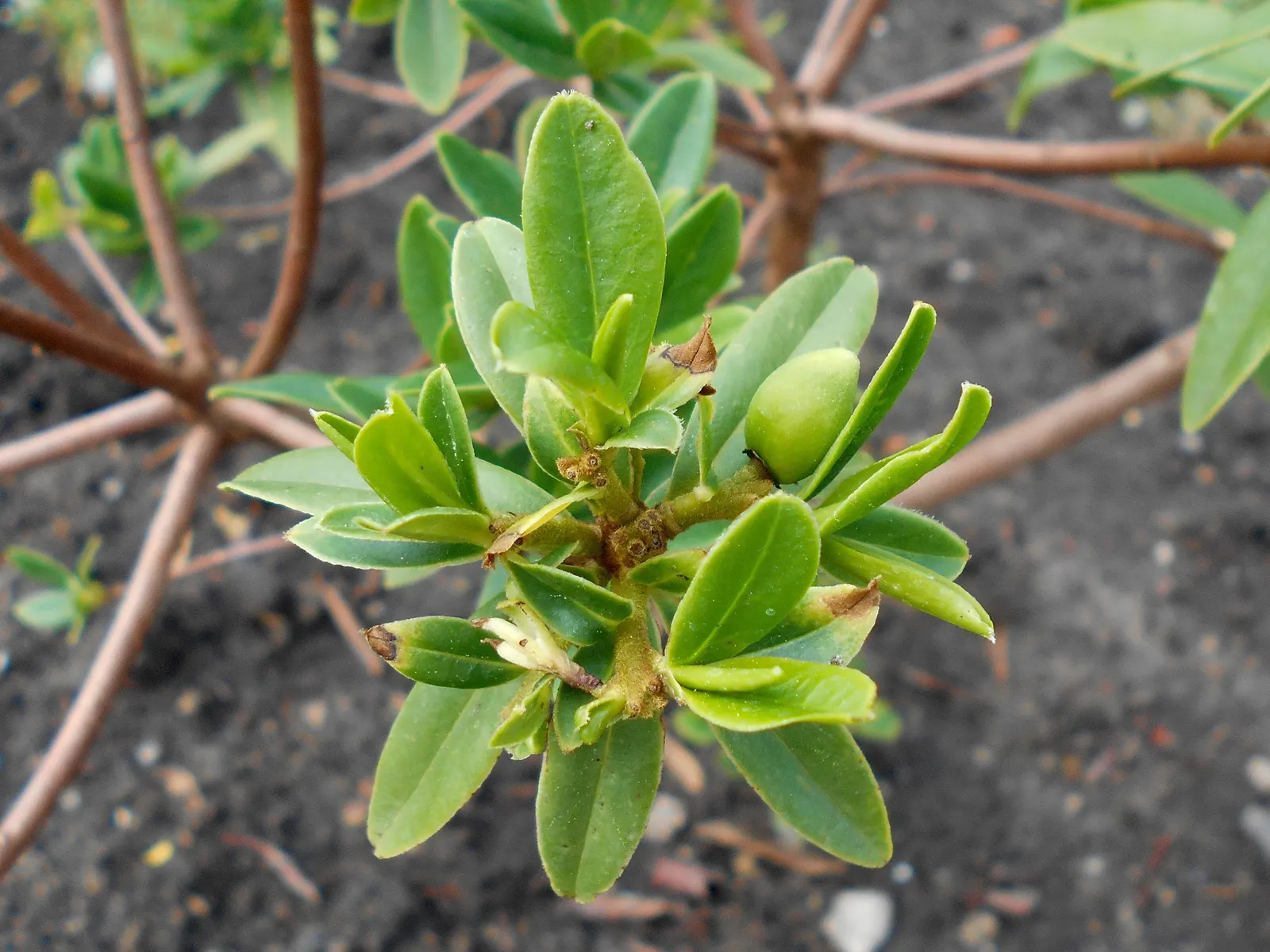 Winter Daphne (Daphne Odora) — fragrant blossoms but also serves as an aromatic indulgence in any garden; it thrives best in partial shade