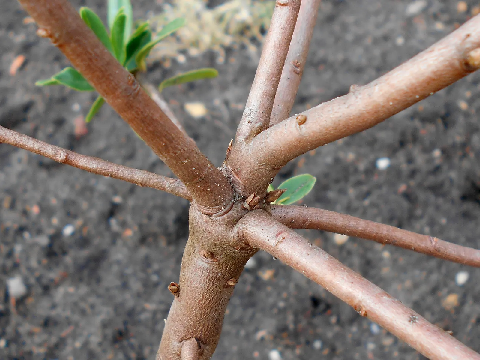 Winter Daphne (Daphne Odora) — it requires minimal pruning and offers a low-maintenance