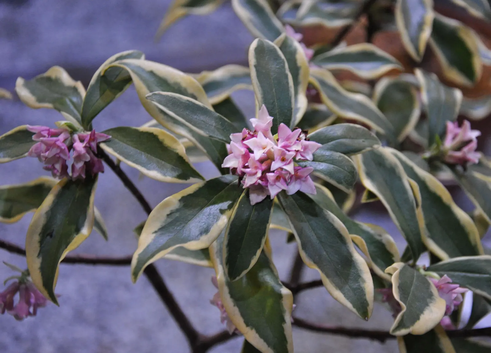 Winter Daphne (Daphne Odora) — These enchanting flowers emerge in late winter to early spring; green leaves set the stage for clusters of purple-tinged