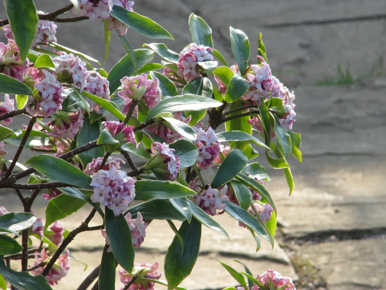 Winter Daphne (Daphne Odora) — It thrives in partial shade and well-drained soils, reaching 3-4 feet in height and spread; the small blooms are, image 40