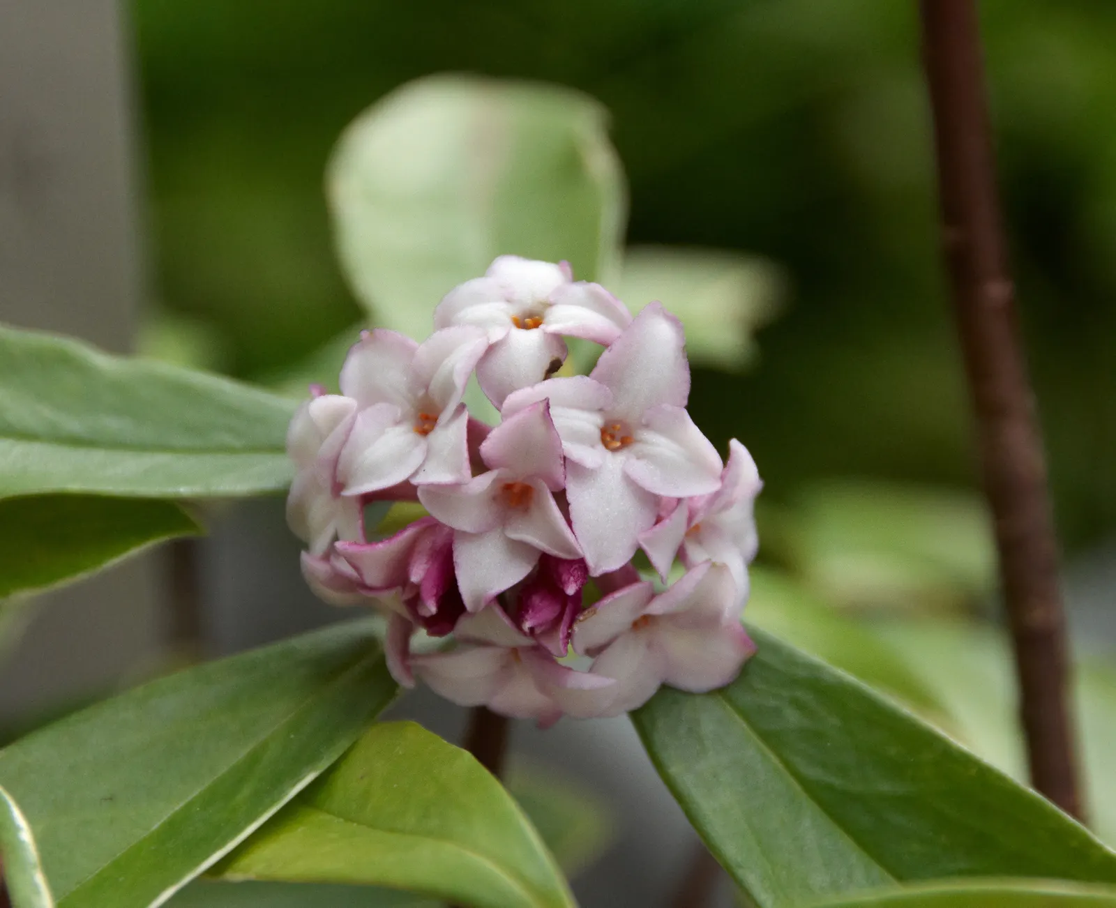 Winter Daphne (Daphne Odora) — white flowers that bloom in late winter to early spring; it requires minimal pruning and offers a low-maintenance, image 42