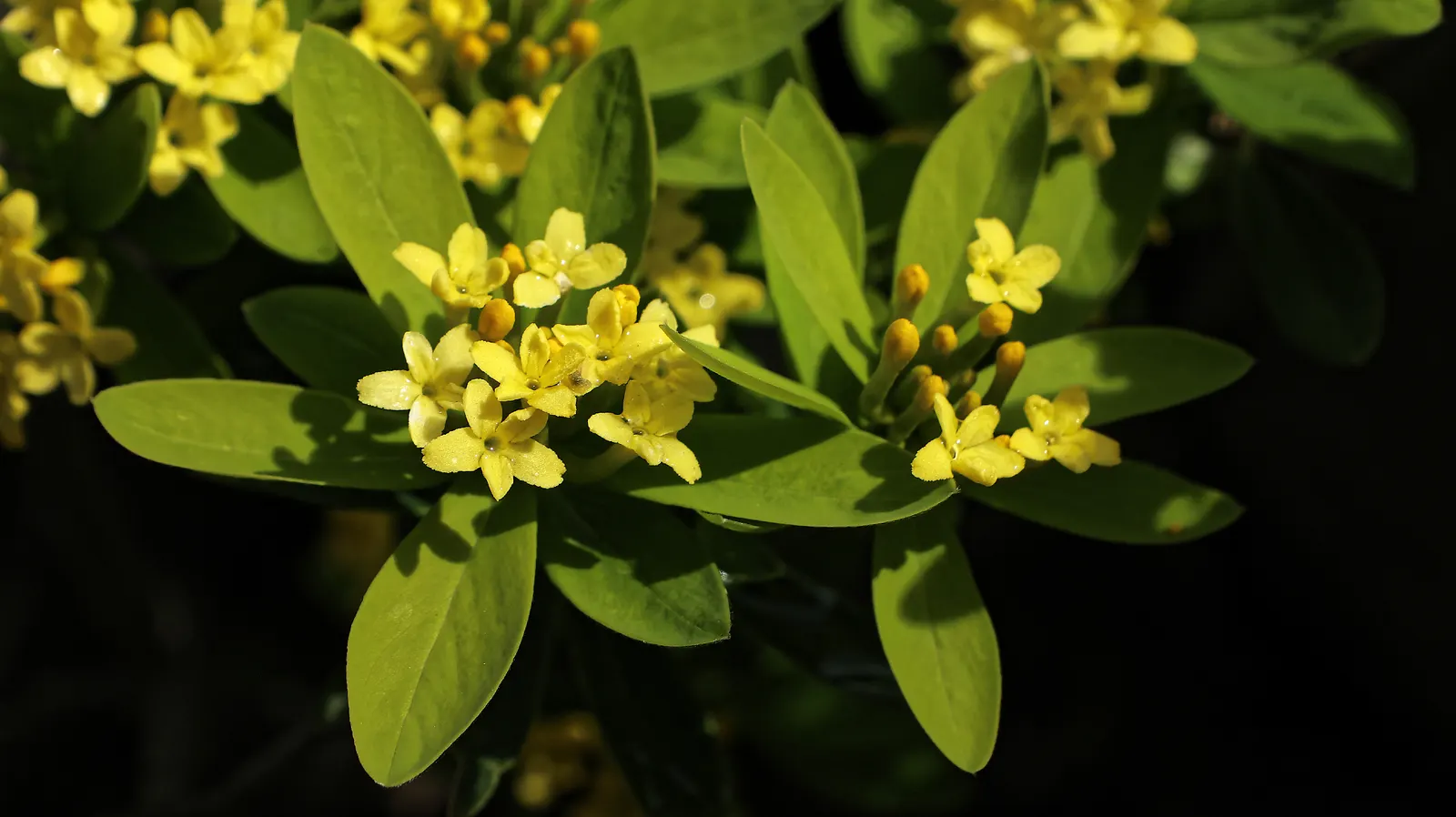 Winter Daphne (Daphne Odora) — green leaves set the stage for clusters of purple-tinged; shrub with pink blooms