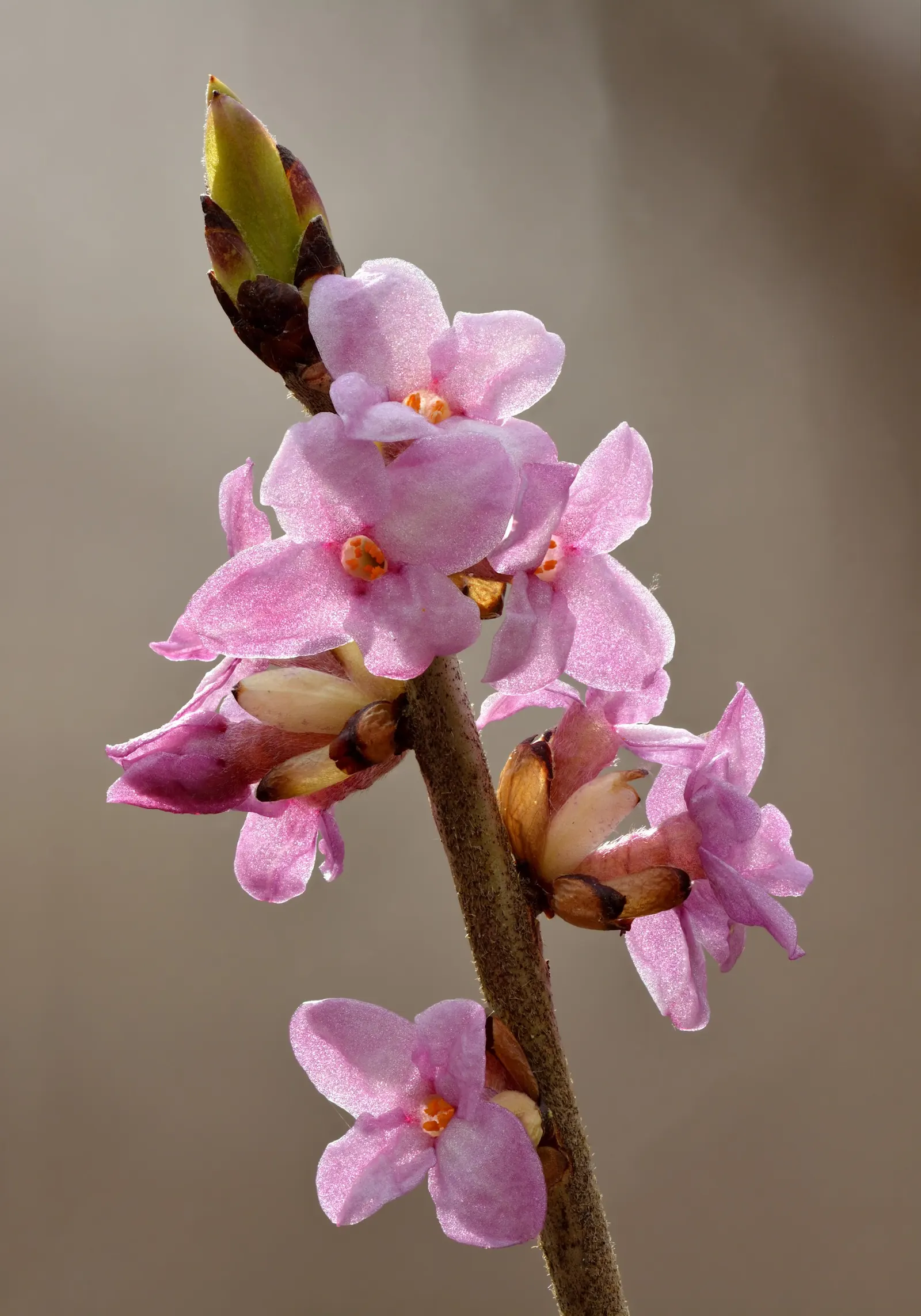 Winter Daphne (Daphne Odora) — offering a delightful burst of color amidst the dormant season, image 29