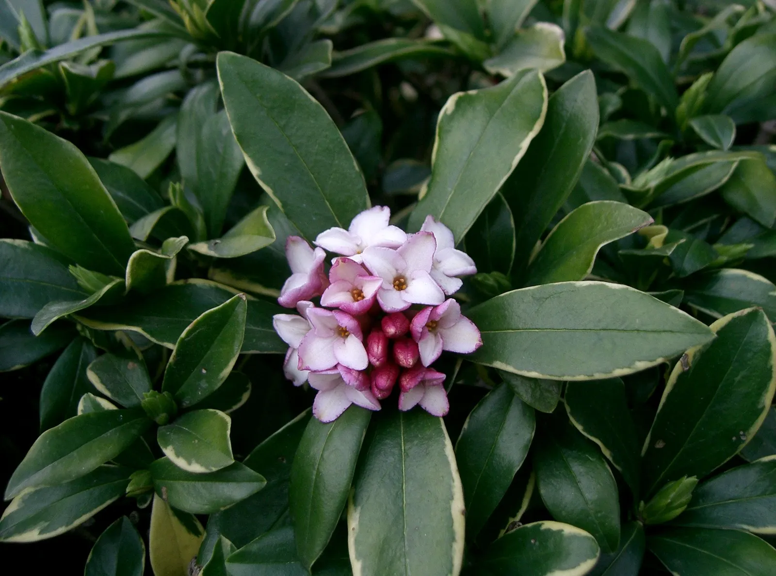Winter Daphne (Daphne Odora) — Ideal for borders or as a specimen plant