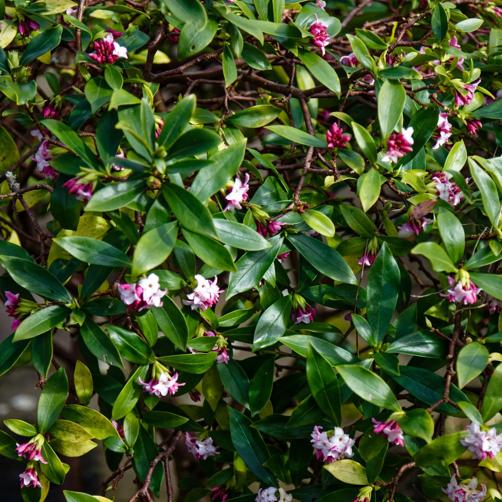 Winter Daphne (Daphne Odora) — shrub for half; fragrant blossoms but also serves as an aromatic indulgence in any garden