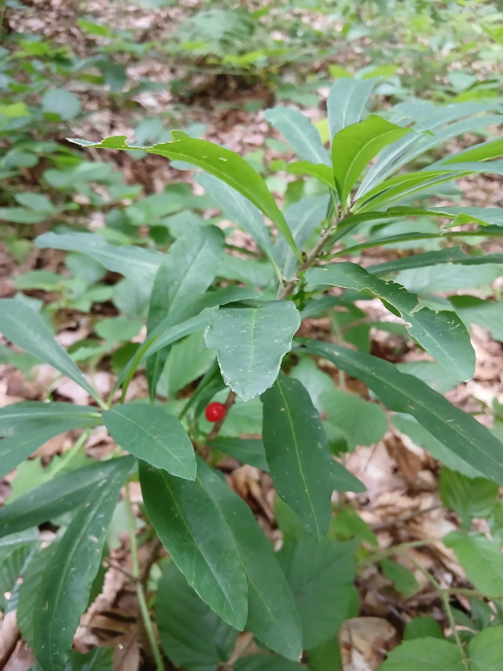 Winter Daphne (Daphne Odora) — green leaves set the stage for clusters of purple-tinged; shrub with pink blooms, image 41