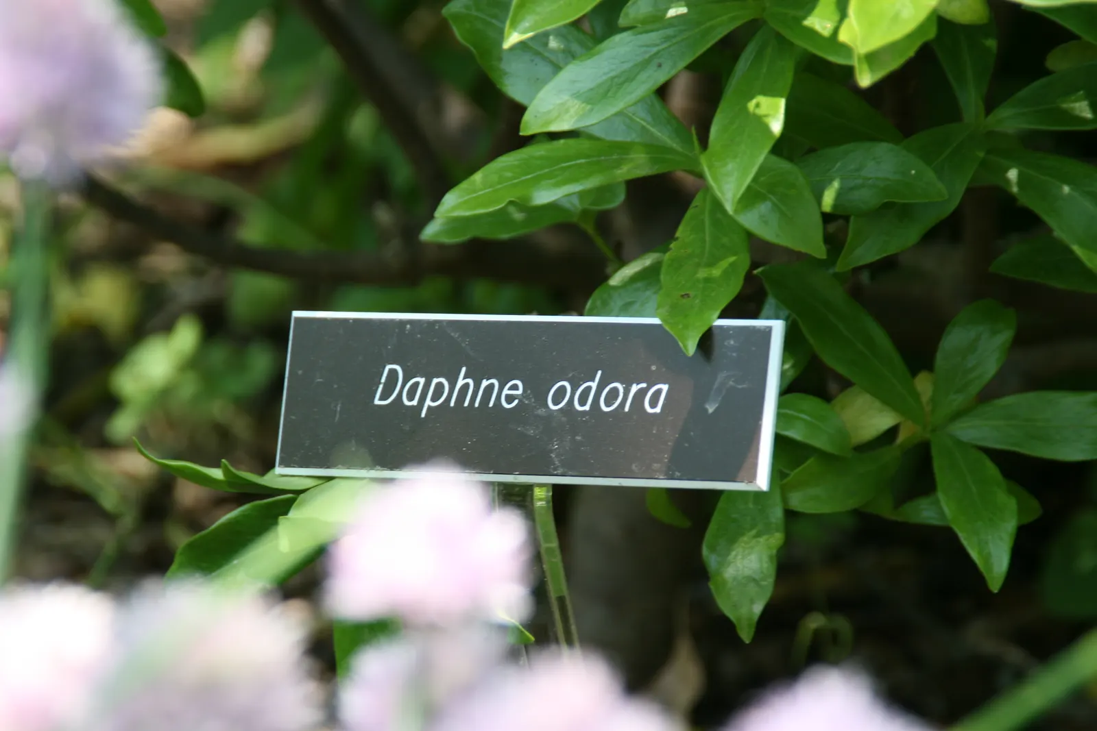 Winter Daphne (Daphne Odora) — The small blooms are typically a pale pink to white hue; pink flowers in the garden, image 49