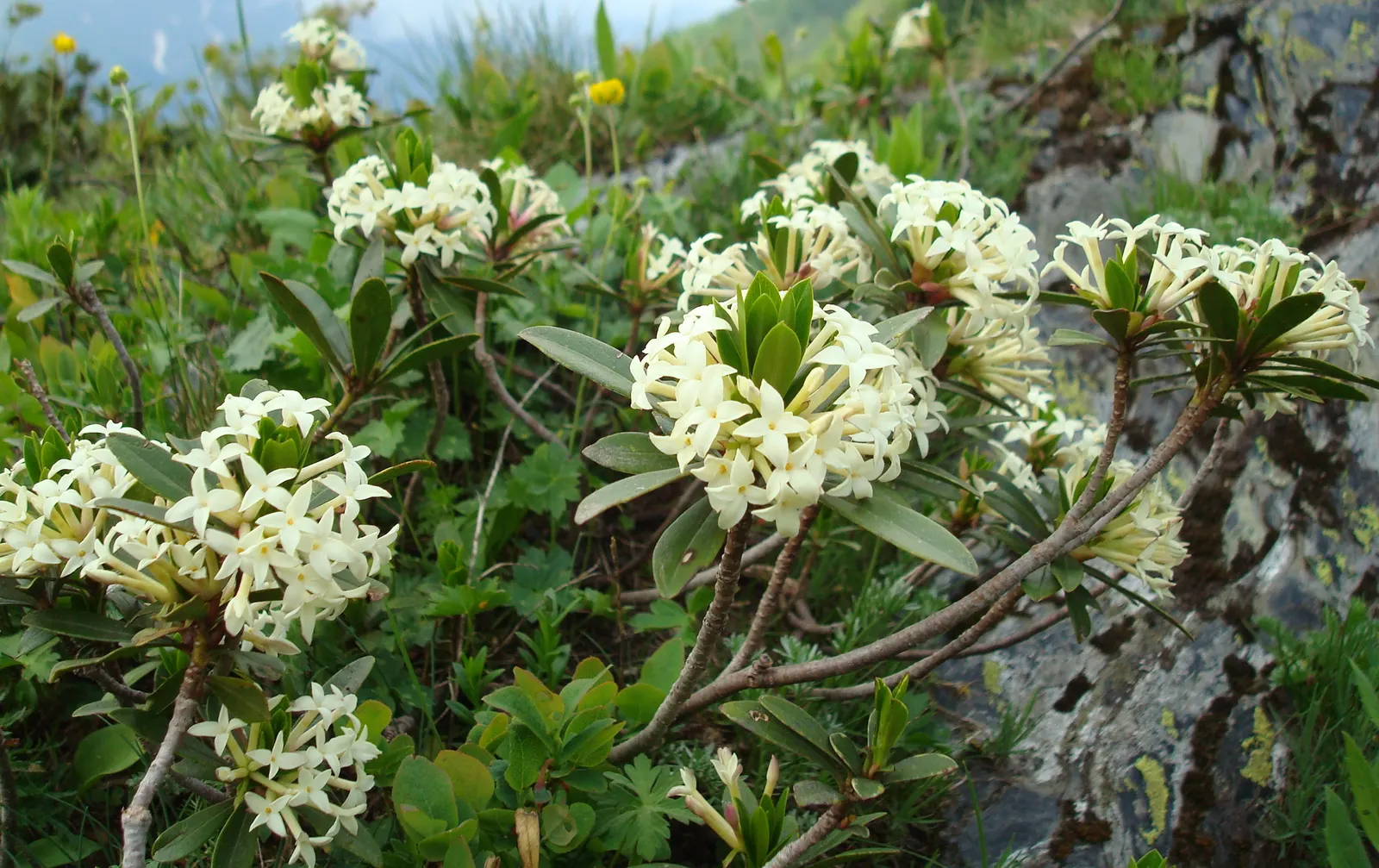 Winter Daphne (Daphne Odora) — shrub for half