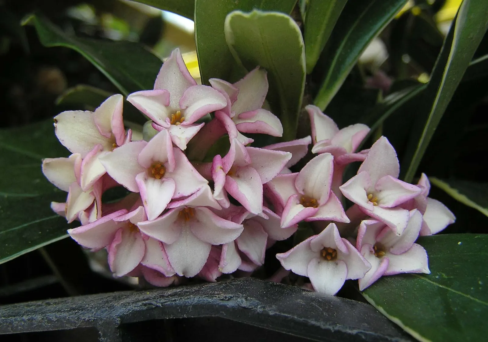 Winter Daphne (Daphne Odora) — These enchanting flowers emerge in late winter to early spring; green leaves set the stage for clusters of, image 47