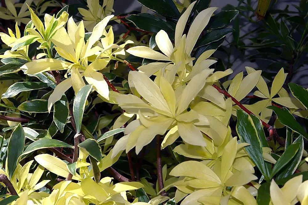 Winter Daphne (Daphne Odora) — scientifically known as Daphne odora; it is best to choose a suitable location from the outset as it does not, image 46