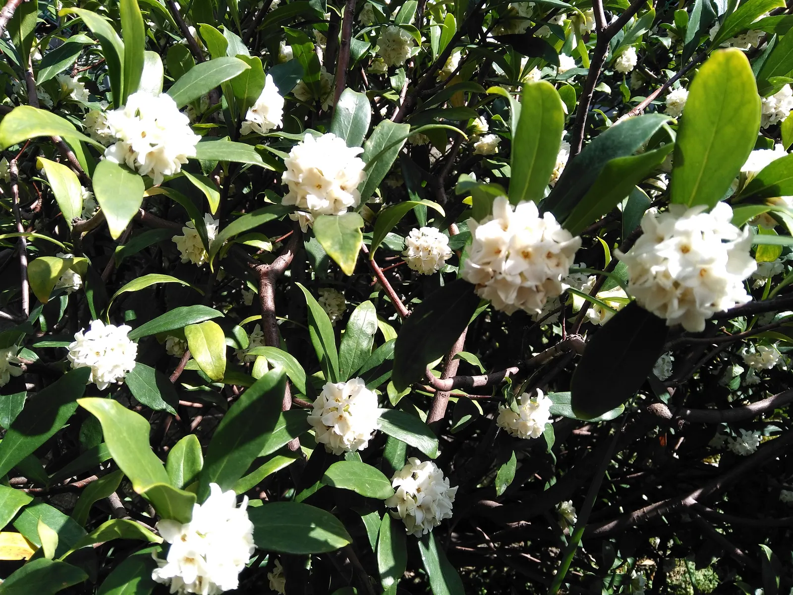 Winter Daphne (Daphne Odora) — it requires minimal pruning and offers a low-maintenance; winter Daphne (Daphne odora) is an evergreen shrub renowned for its