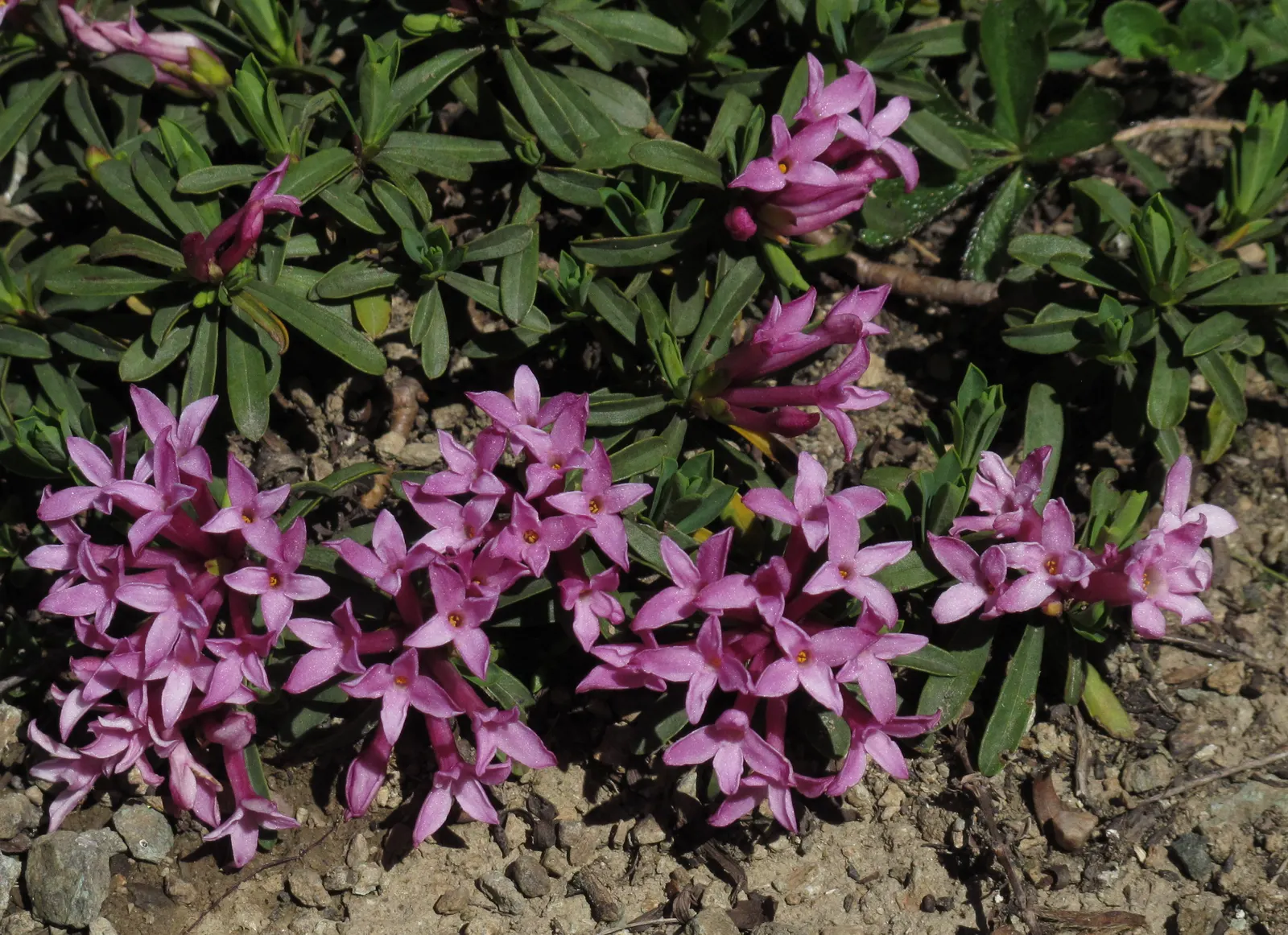 Winter Daphne (Daphne Odora) — It thrives in partial shade and well-drained soils, reaching 3-4 feet in height and spread; the small blooms are, image 59